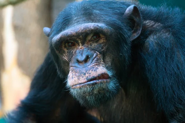 愤怒的黑猩猩的特写 — 图库照片