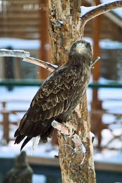 Águila en zoológico — Foto de Stock