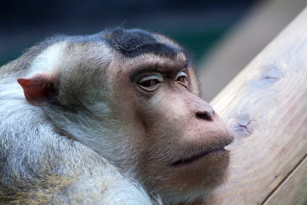 Gros plan macaque — Photo