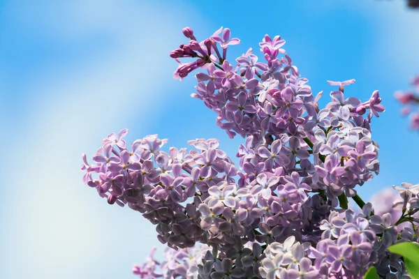 stock image Lilac on a background of blue skies.