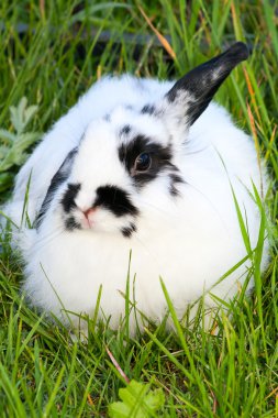 bir çim yalan tavşan