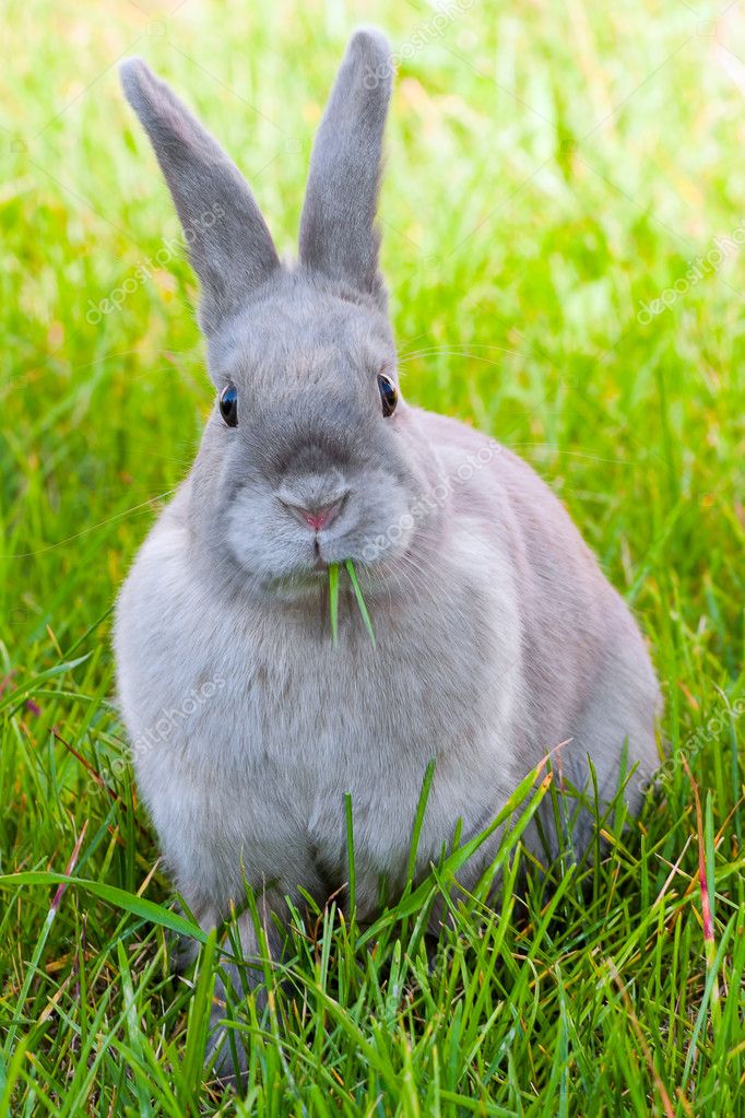 Rabbit chewing a grass — Stock Photo © SergeyTimofeev #5935159