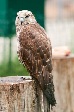 Falcon ( Falco cherrug) sitting on a tree clipart