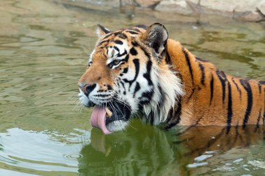 Amur kaplanı (Panthera tigris altaica) suyu içer