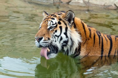 The Amur tiger (Panthera tigris altaica) drinks water clipart