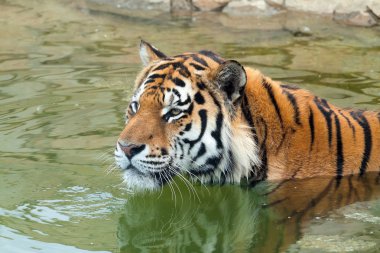 Amur kaplanı (Panthera tigris) altaica suda yüzüyor