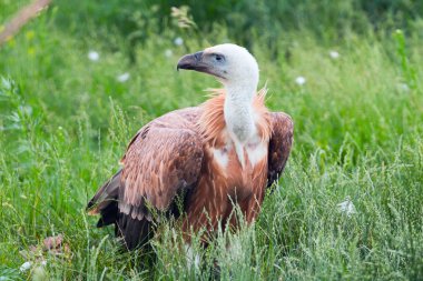 Konsantre akbaba (Gyps fulvus)