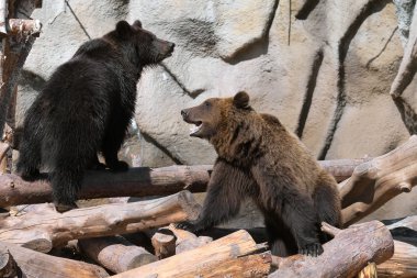 Brown (Ursus arctos) bears play clipart