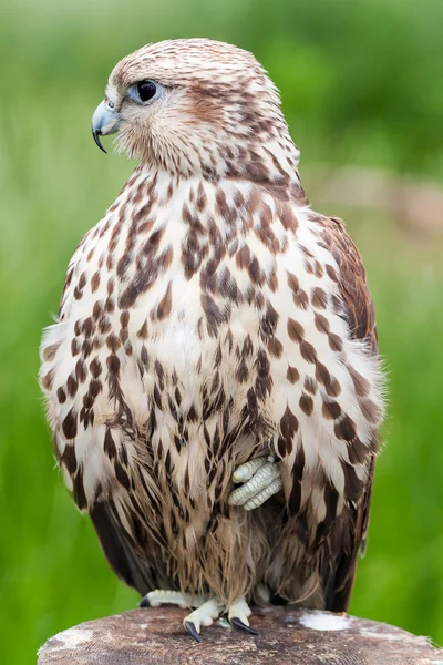 Porträt eines Vogelbabys (saker falcon)) — Stockfoto