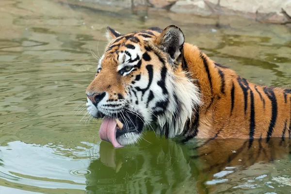 stock image The Amur tiger (Panthera tigris altaica) drinks water