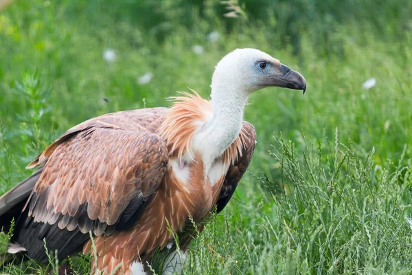 AK başlı SIP (Gyps fulvus) karşı bir çim