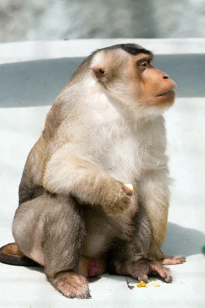 O macho de um macaco (Macaca nemestrina) em resto — Fotografia de Stock