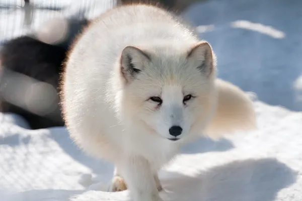 Polar White fox (Alopex lagopus) op sneeuw — Stockfoto
