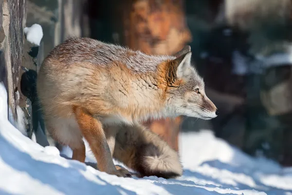 ? orsac 狐狸在狩猎 — 图库照片