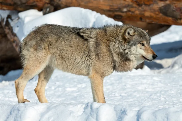 Lobo malicioso na neve — Fotografia de Stock