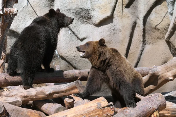 Des ours bruns (Ursus arctos) jouent — Photo