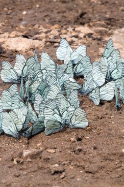 Flight of butterflies with white wings