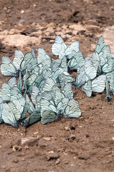stock image Flight of butterflies with white wings