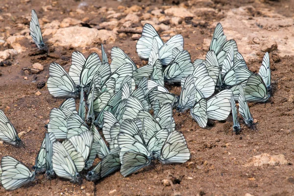 Stock image The butterfly with white wings