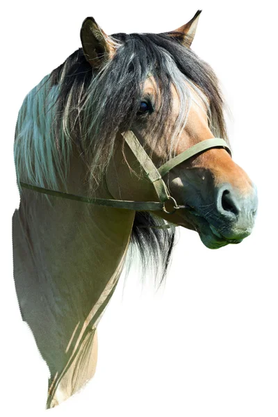 Pferdekopf auf weißem Hintergrund — Stockfoto