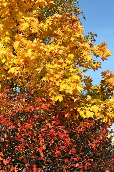 stock image The beautiful autumn yellow and red leaves