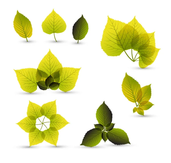 신선한 초록 잎 요소 — 스톡 벡터