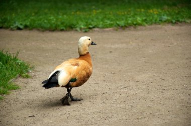 park üzerinde yürümek ördek