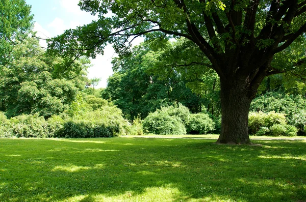 Sommaren träd och gräs — Stockfoto