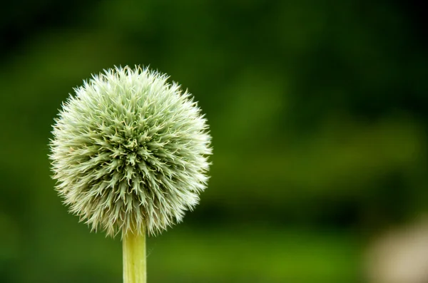 stock image Ball for golf of the nature making