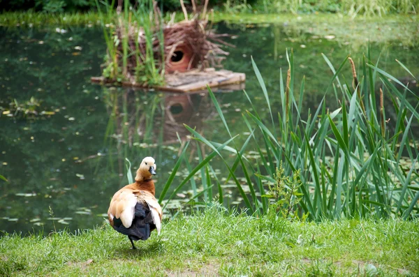鴨と彼の巣箱 — ストック写真