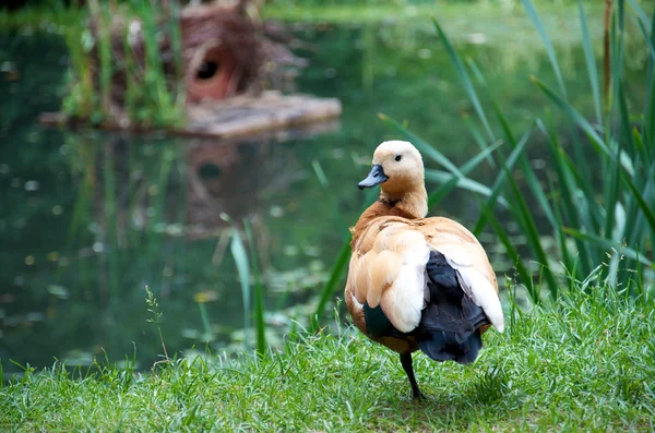 鴨と水の巣箱 — ストック写真