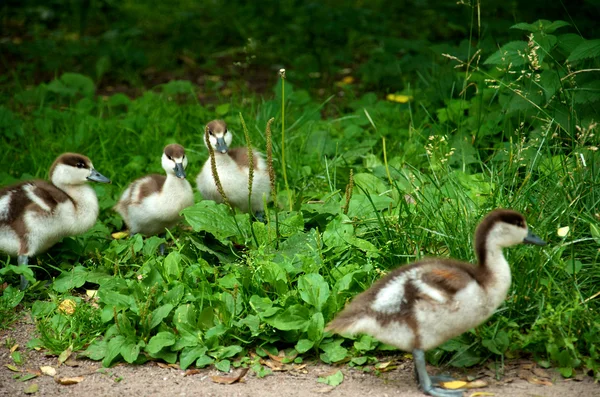 Ducklings on the walk — Stock Photo, Image