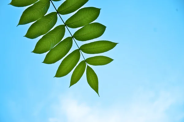 Prachtige groene branch op de hemelachtergrond — Stockfoto