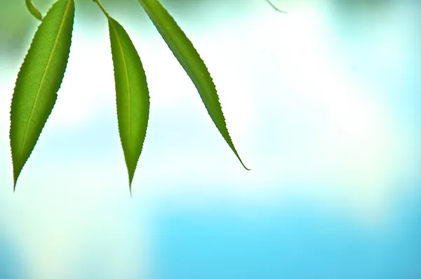 Vihreä lehti sinisellä pohjalla — kuvapankkivalokuva