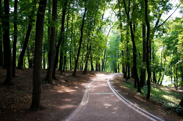 huzurlu bir yeşil Park yolu