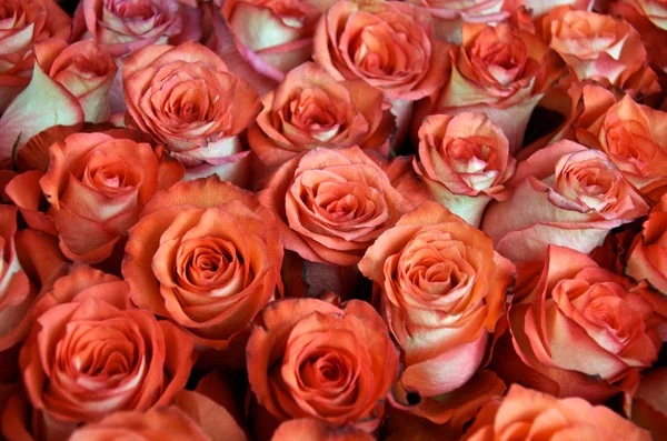 stock image Orange roses background