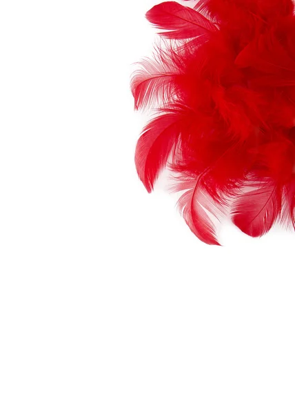 Red feathers on a white background — Stock Photo, Image