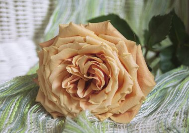 Beautiful peach-colored roses clipart