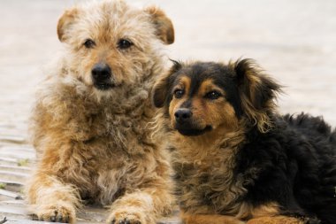 terk edilmiş sokak köpekleri