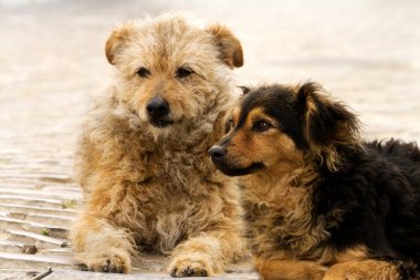 terk edilmiş sokak köpekleri