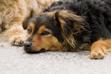 Abandoned street dog clipart