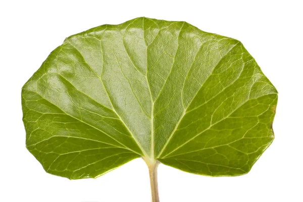 stock image Green reniform leaf