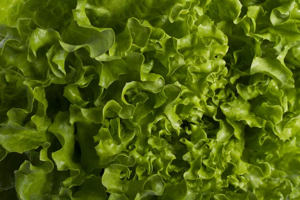 stock image Green lettuce