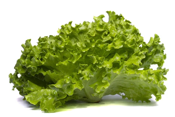 stock image Green lettuce