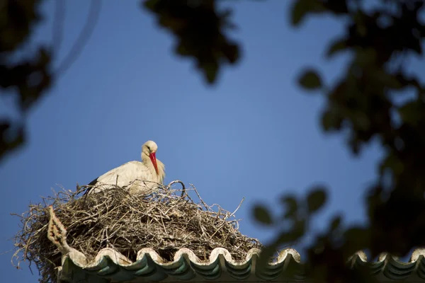 Weißstorch auf einem Nest — Stockfoto