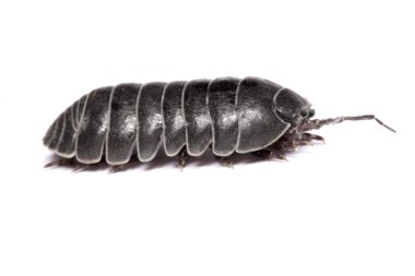 Woodlice bug clipart