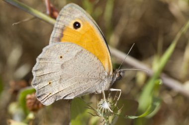 Güney Gatekeeper (Pyronia cecilia)