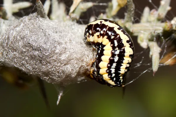Geel en zwart caterpillar — Stockfoto