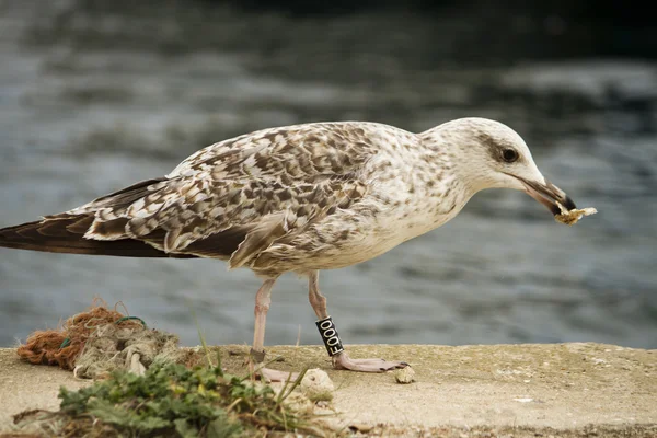 Juvenile seagull — Stock Photo, Image