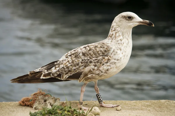 Juvenile seagull — Stock Photo, Image